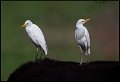 _7SB3746 cattle egrets on cow
